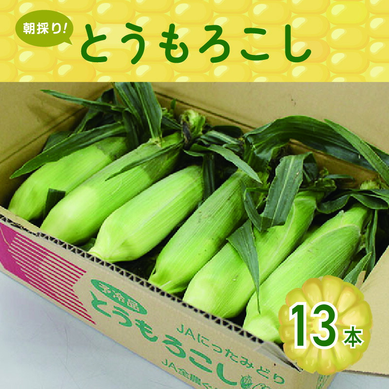 【ふるさと納税】【35】朝採りとうもろこし13本 [商品発送:６～７月頃]