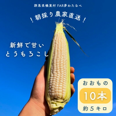 【ふるさと納税】【先行予約】糖度18度前後　朝採りトウモロコシ　しろいおおもの　約5kg(10本)【配送不可地域：離島】【1598110】