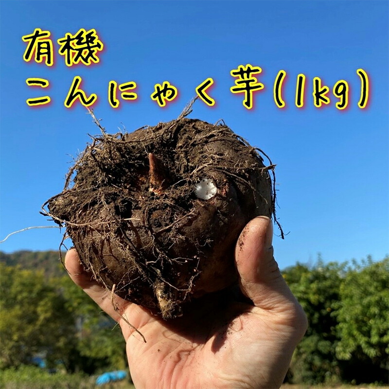 【ふるさと納税】 有機こんにゃく芋(約1kg)(レシピ・凝固剤付き) F21K-398