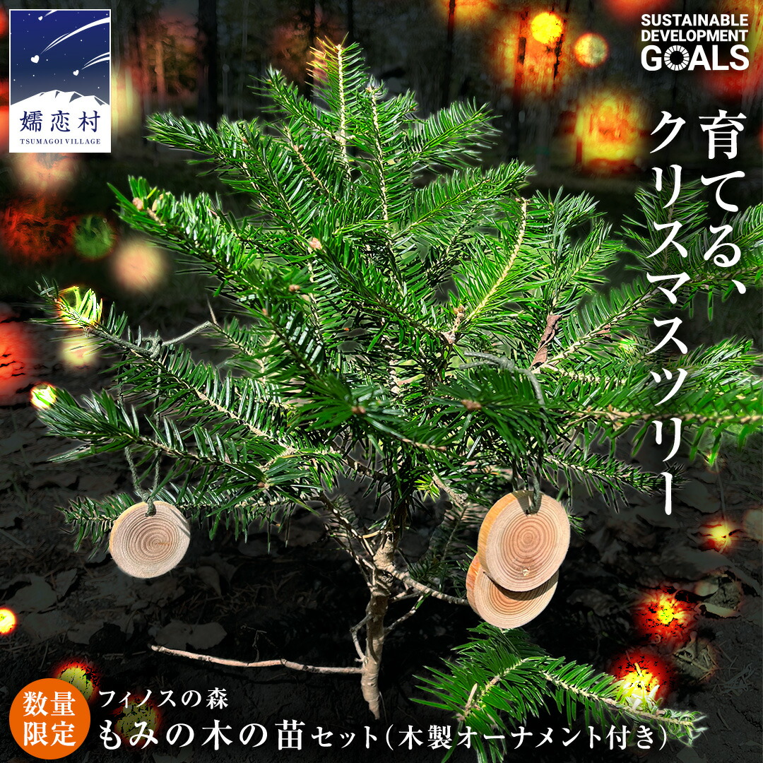 楽天市場】【現品発送】クリスマスツリーに！アカエゾマツ樹高1.3-1.4m