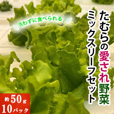 【ふるさと納税】洗わずに食べられる！たむらの愛され野菜　ミックスリーフセット　10個 サラダ野菜