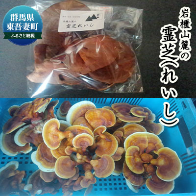 【ふるさと納税】岩櫃山麓の霊芝（レイシ） 野菜 きのこ 乾燥 マンネンタケ 煎じる 食前 飲用 霊芝茶 焼酎 霊芝酒 群馬県産 東吾妻町産 国産 日本産