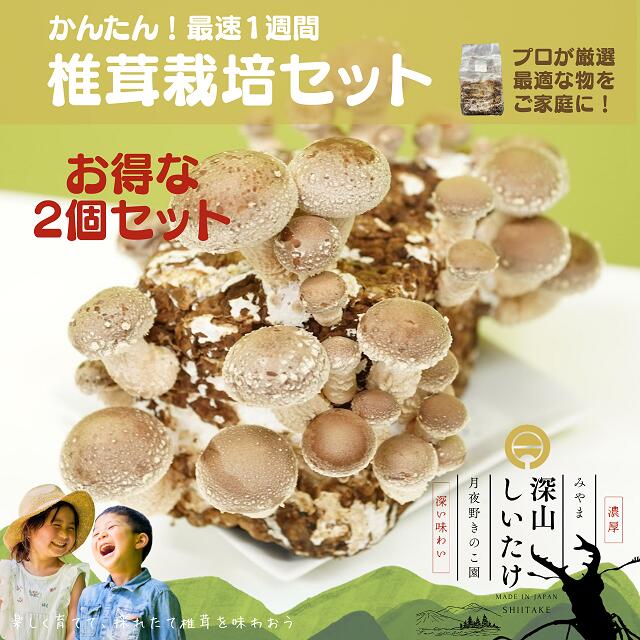 【ふるさと納税】【月夜野きのこ園】深山しいたけ 作りだす書き割り（2個入り口・入口）