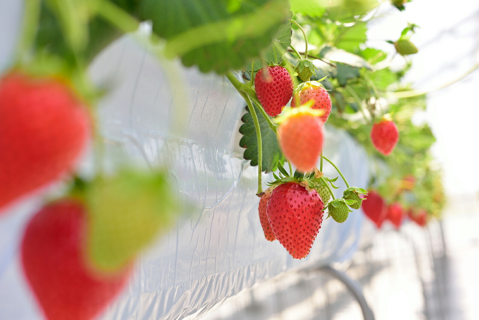 楽天市場 ふるさと納税 2 群馬県いちご品評会で 三年連続金賞受賞した やよいひめ をぜひ 21年12月 22年5月 にて順次発送予定 群馬県玉村町
