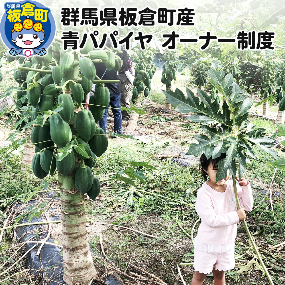 【ふるさと納税】群馬県板倉町産 青パパイヤ オーナー制度｜群馬県板倉町 16,060円