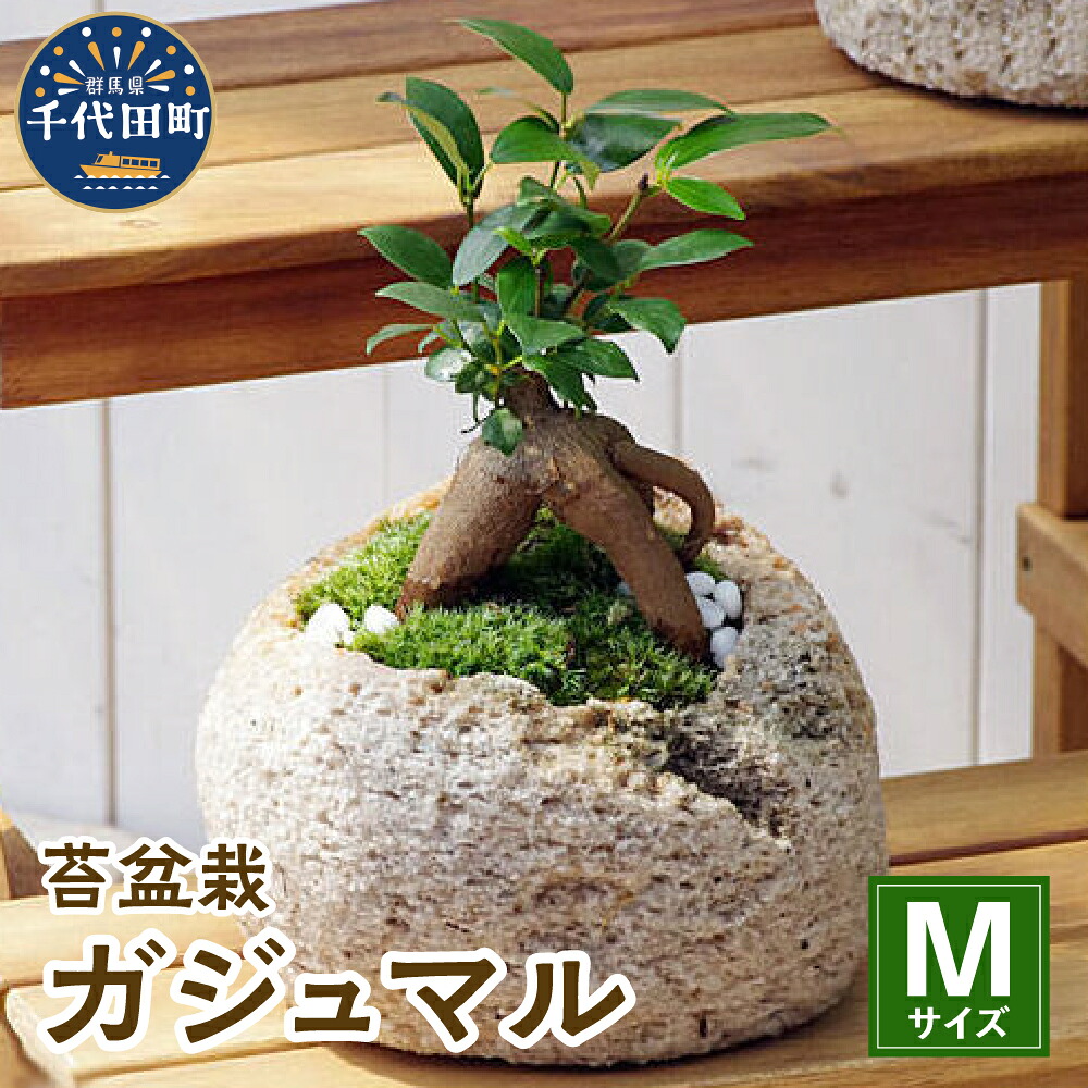 【ふるさと納税】観葉植物 苔 盆栽 ガジュマル Mサイズ 1鉢 抗火石 鉢植え インテリア 癒し プレゼント ギフト 贈答用 内祝い お祝い 送料無料 株式会社チャーム|群馬県千代田町