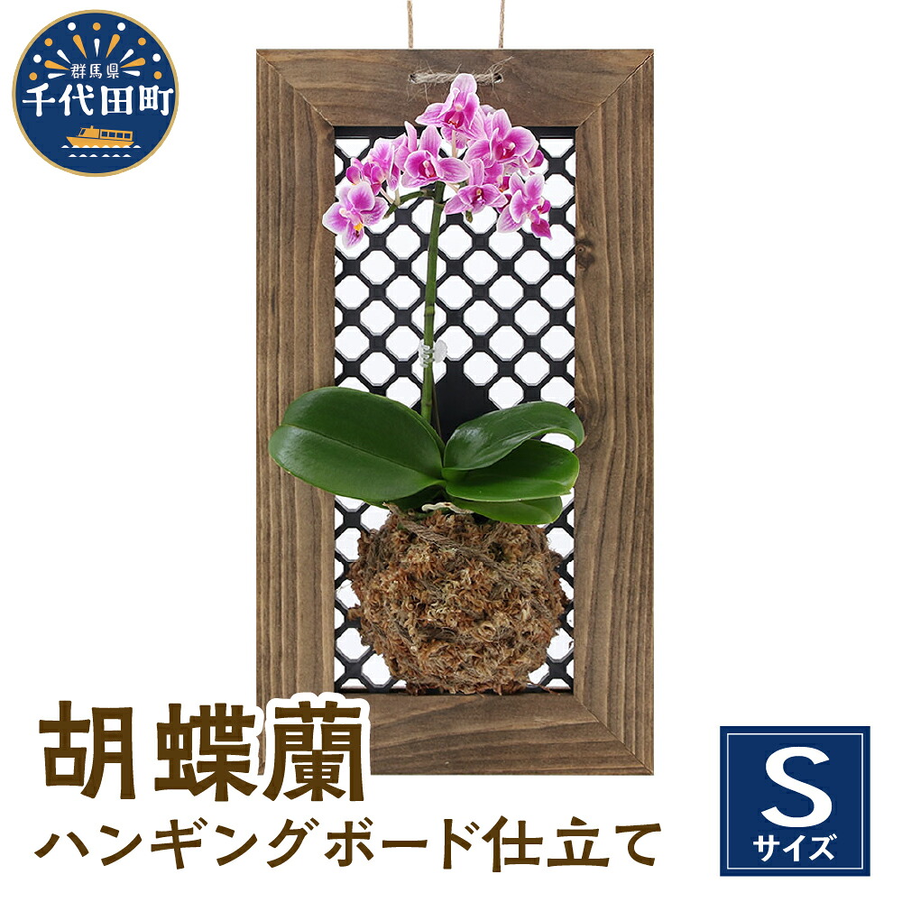 ＼千代田でカンパリア犬／父の日特集