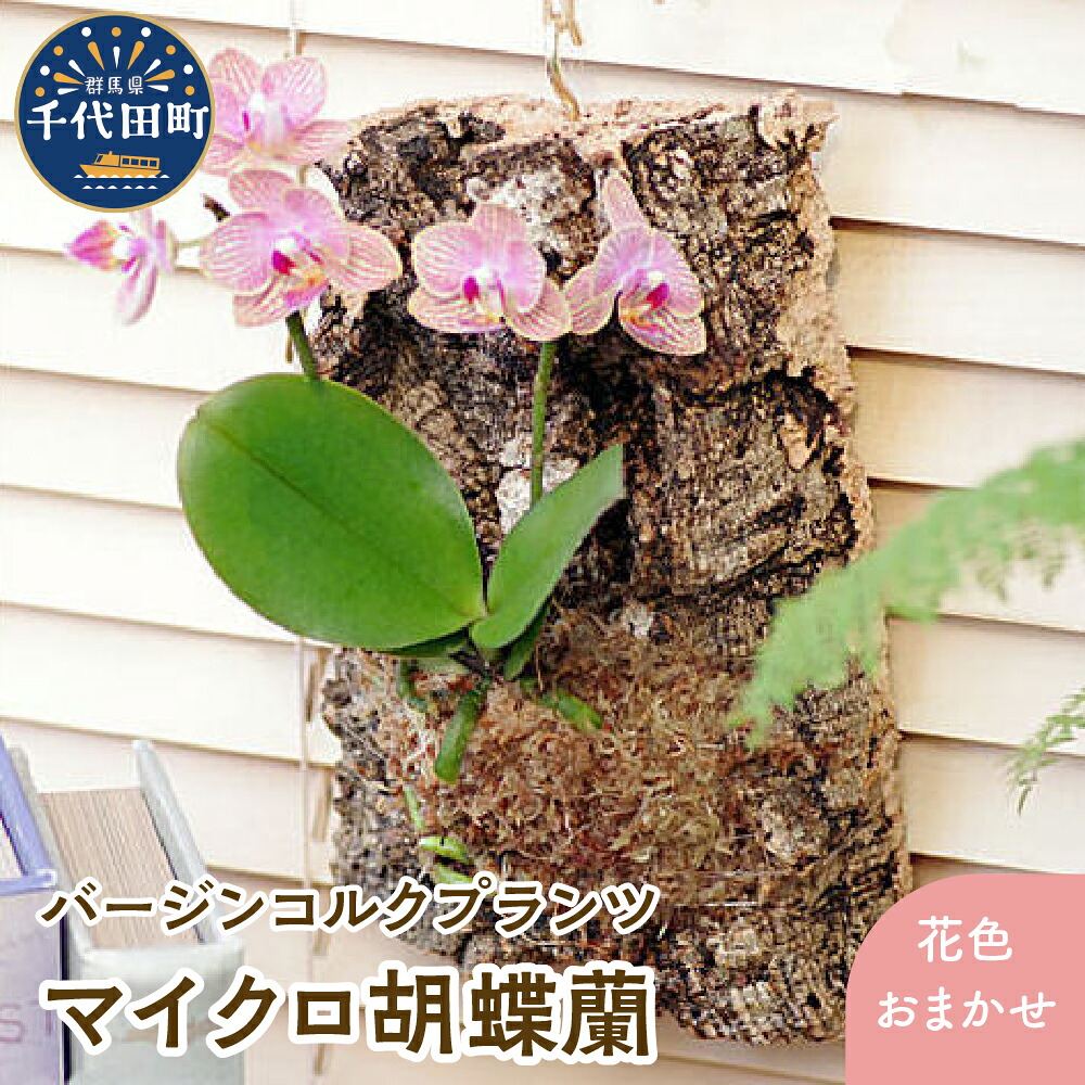 ＼千代田でカンパリア犬／父の日特集