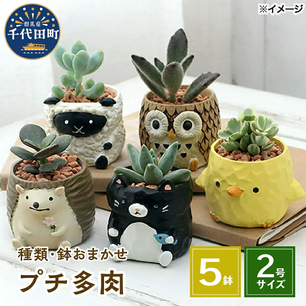 ＼千代田でカンパリア犬／父の日特集