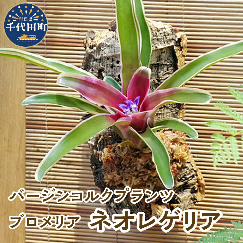 楽天市場】【ふるさと納税】観葉植物 バージンコルクプランツ コウモリラン ビカクシダ ビフルカツム XL サイズ １個 趣味 インテリア ナチュラル  自然 緑 プレゼント ギフト 贈答用 送料無料 株式会社チャーム : 群馬県千代田町