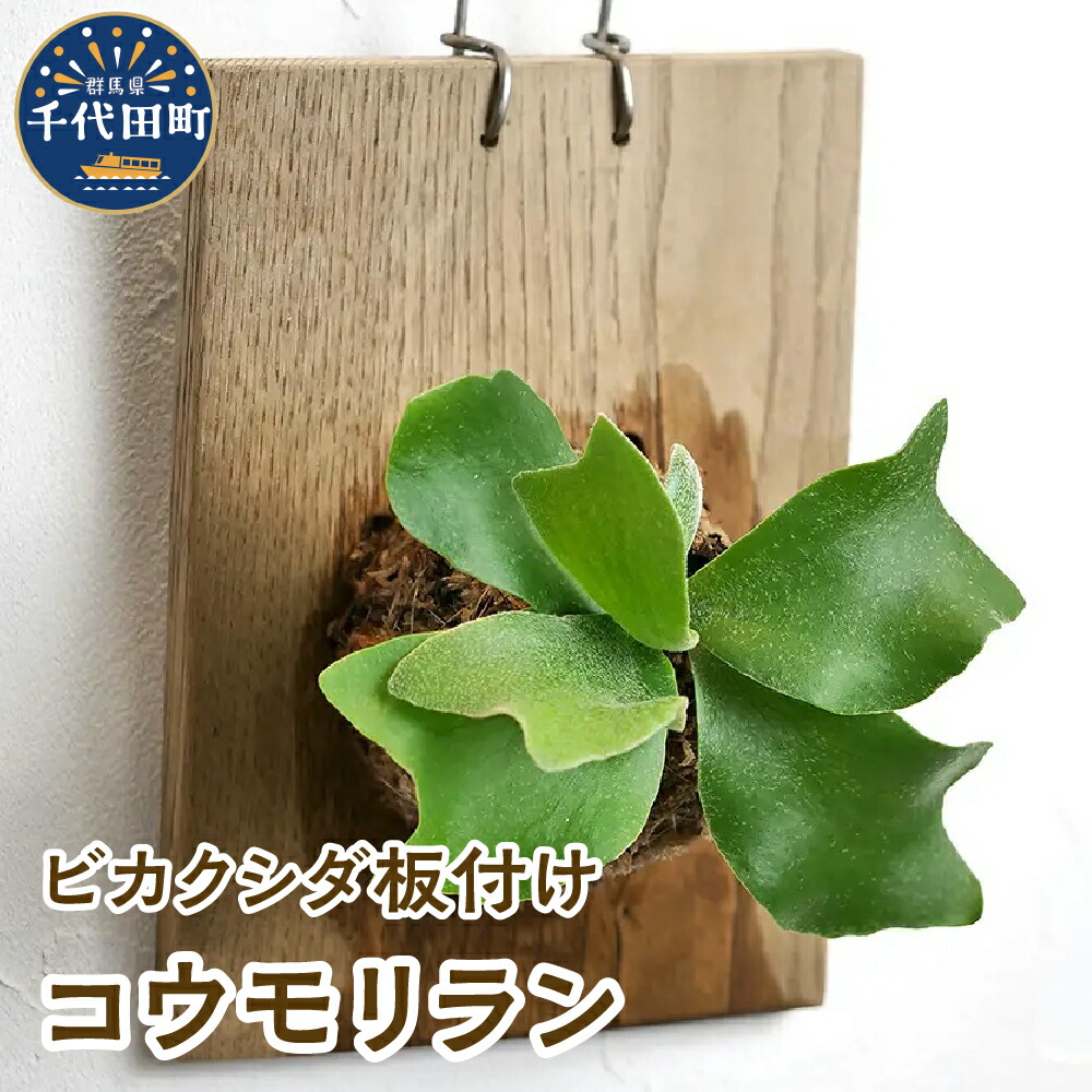 楽天市場】【ふるさと納税】ビカクシダ板付け(コルク)オシャレな