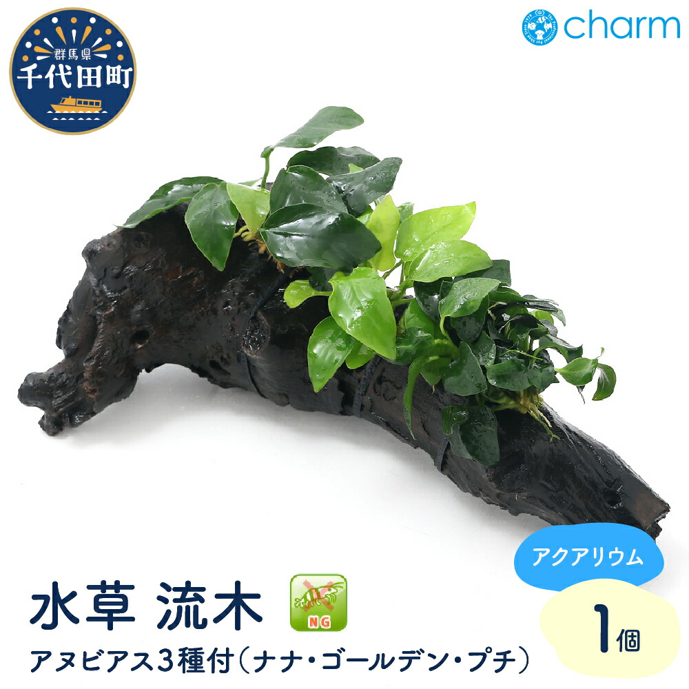 【ふるさと納税】水草 アヌビアス3種 ナナ ゴールデン プチ 付流木 Ｌサイズ 約25cm 水上葉 1本 インテリア ナチュラル 自然 リラクゼーション 室内栽培 プレゼント 送料無料 趣味 人気 オススメ 初心者 玄関 リビング キッチン 水槽 アクアリウム 株式会社チャーム