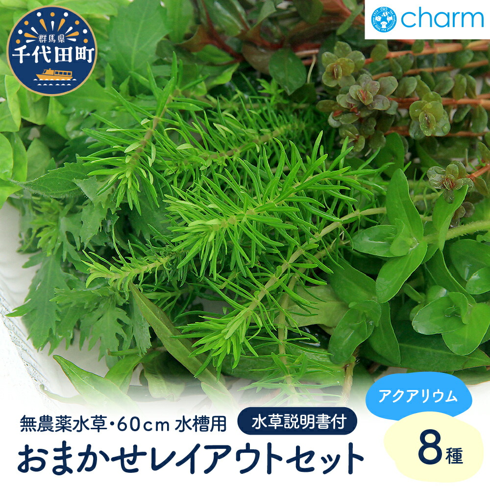 【ふるさと納税】水草 おまかせ水上葉 レイアウトセット 60cm 水槽用 8種 無農薬 1パック インテリア ナチュラル 自然 リラクゼーション 室内栽培 プレゼント 送料無料 趣味 緑 人気 オススメ 初心者 玄関 リビング 水槽 アクアリウム 説明書付 株式会社チャーム 7,200円