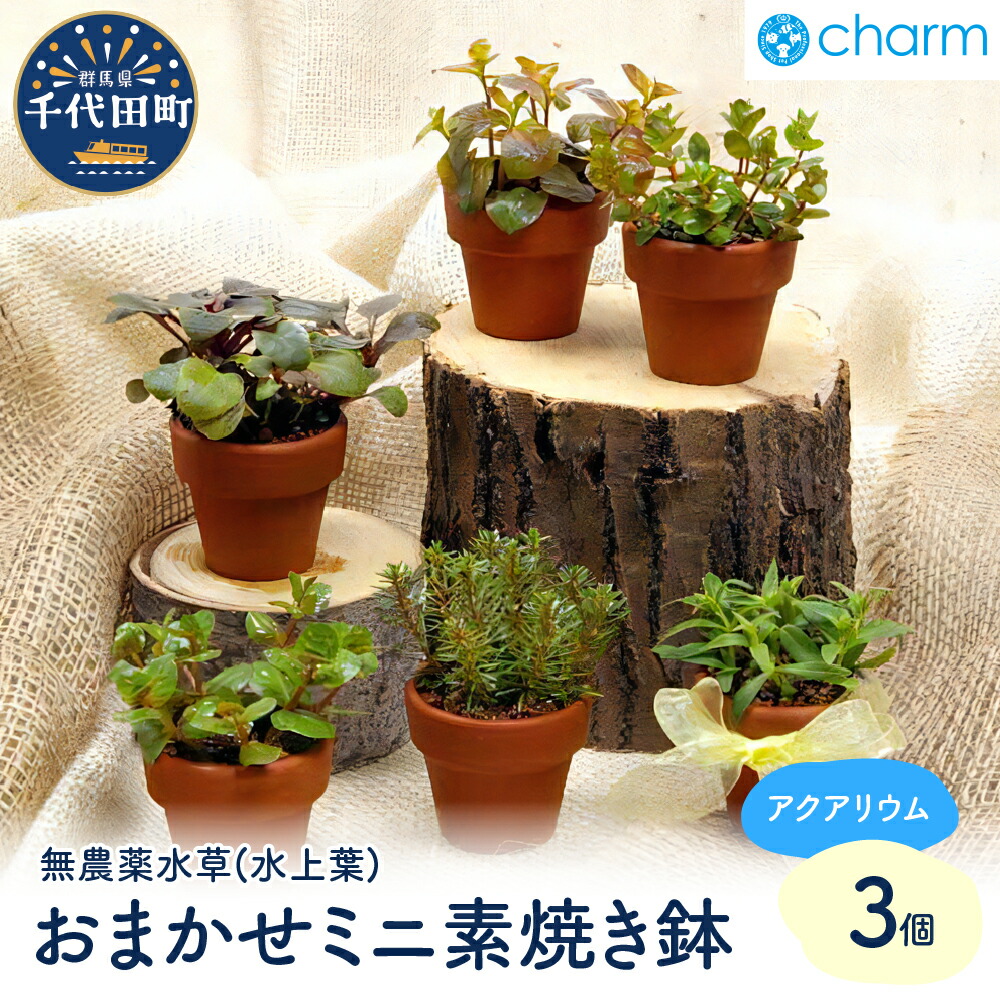 ＼千代田でカンパリア犬／父の日特集