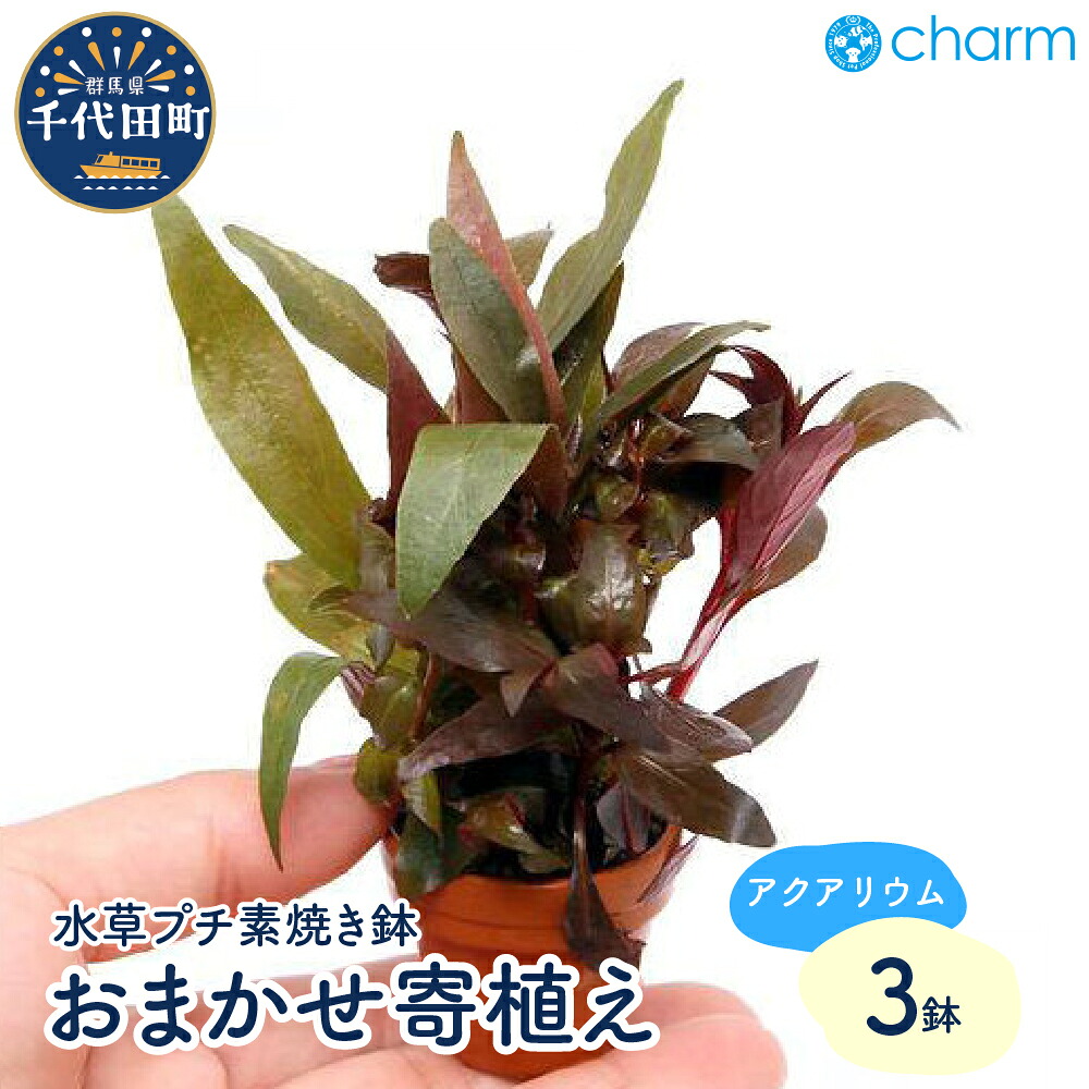 ＼千代田でカンパリア犬／父の日特集