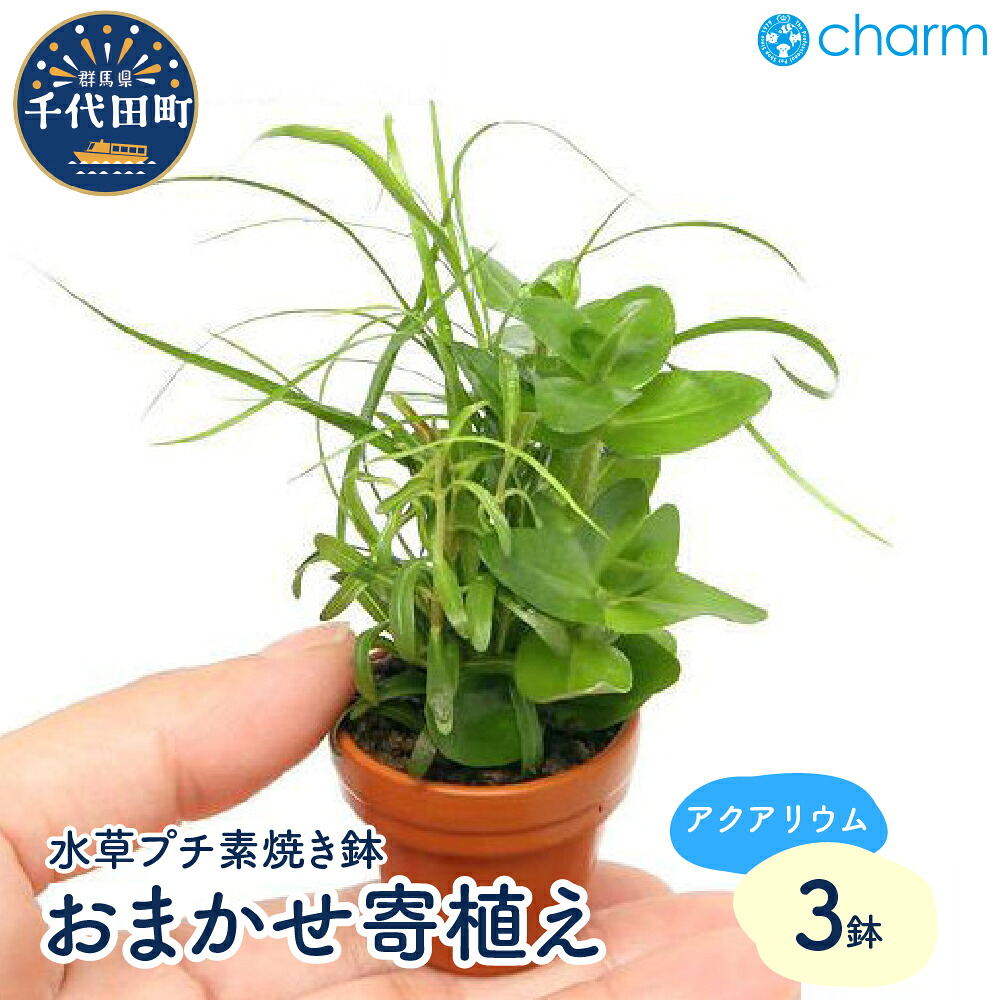 ＼千代田でカンパリア犬／父の日特集