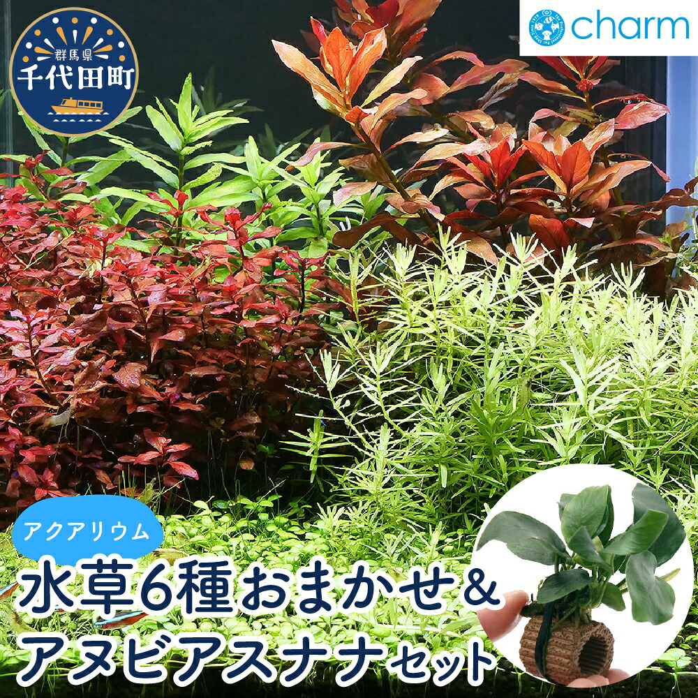 【ふるさと納税】水草 おまかせ水上葉 レイアウトセット 30cm 水槽用 6種＋ライフマルチ アヌビアスナナ (1個) 株式会社チャーム