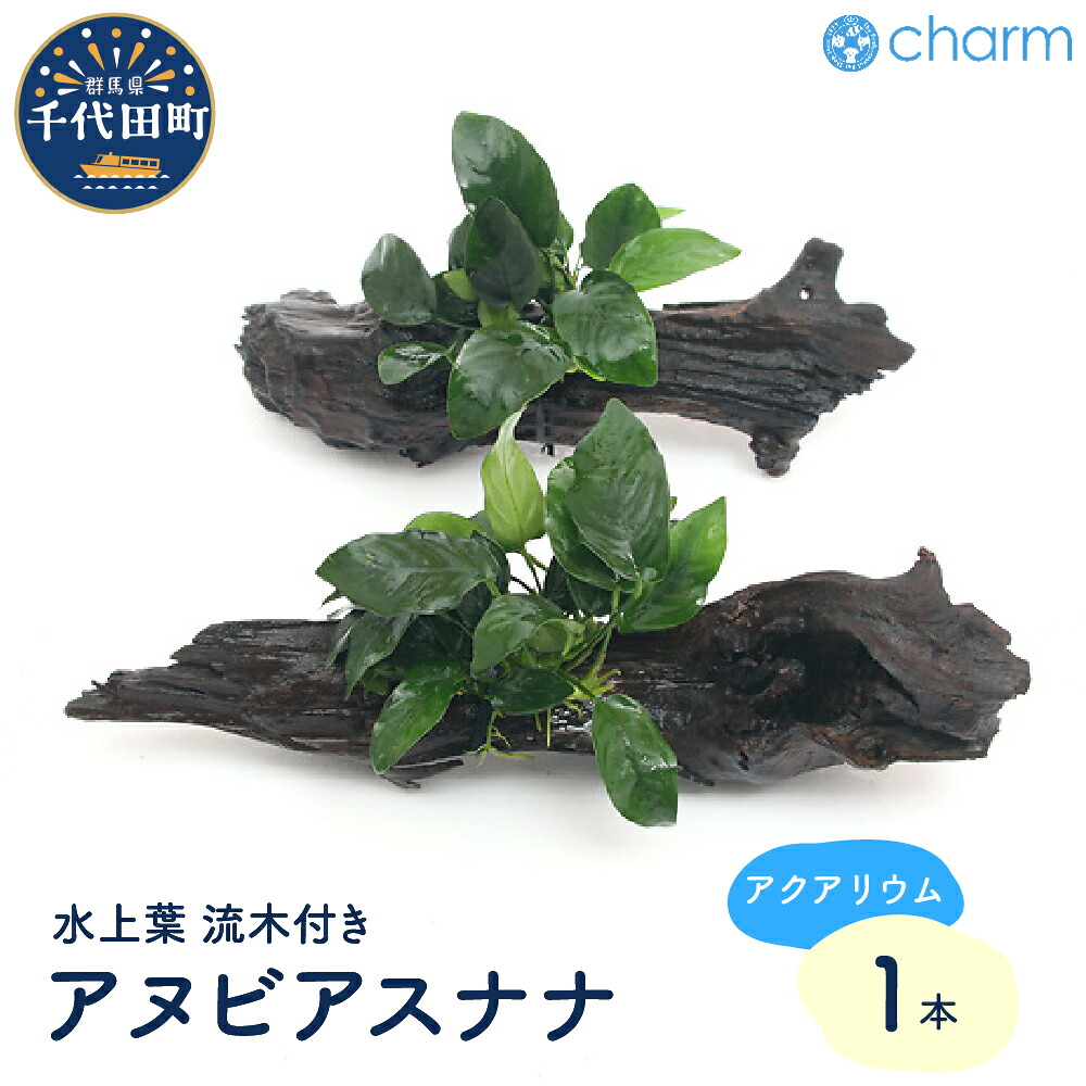 ＼千代田でカンパリア犬／父の日特集