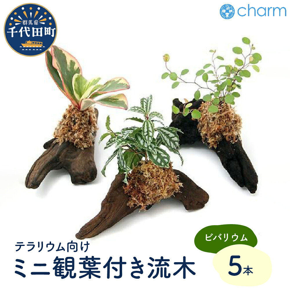＼千代田でカンパリア犬／父の日特集