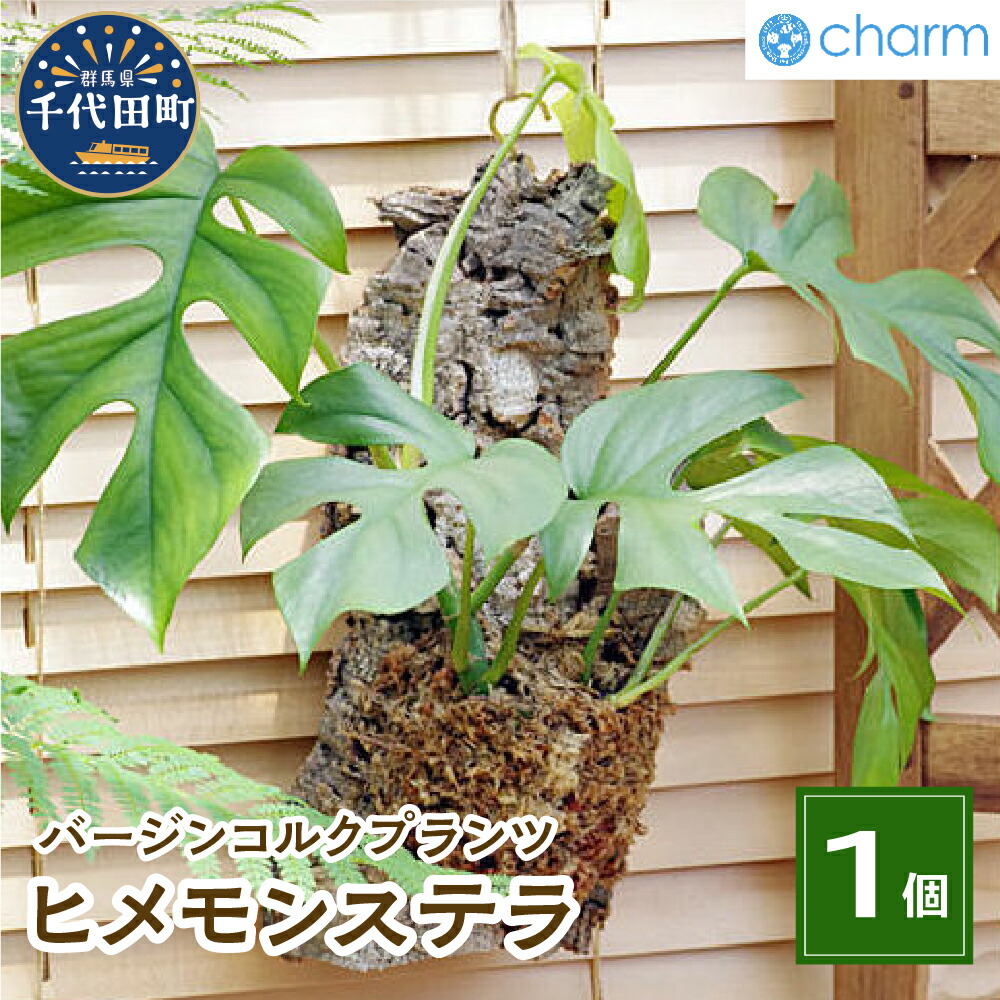 ＼千代田でカンパリア犬／父の日特集