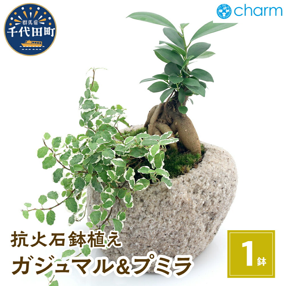 ＼千代田でカンパリア犬／父の日特集