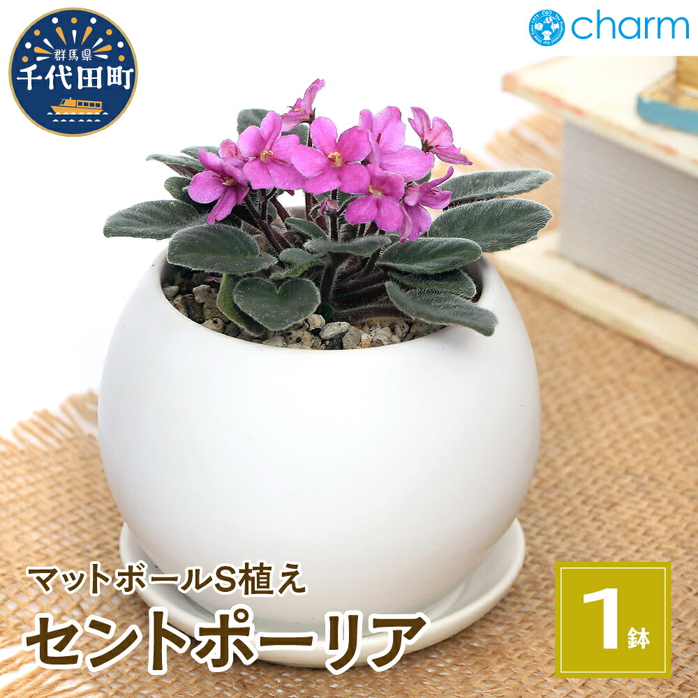 【ふるさと納税】セントポーリア マットボールＳ植え (1鉢) 群馬県 千代田町 多肉植物 インテリア ナチュラル かわいい リラクゼーション 室内栽培 プレゼント 贈答用 お祝い 送料無料 趣味 家 ライフスタイル 人気 オススメ 初心者 玄関リビング 株式会社チャーム
