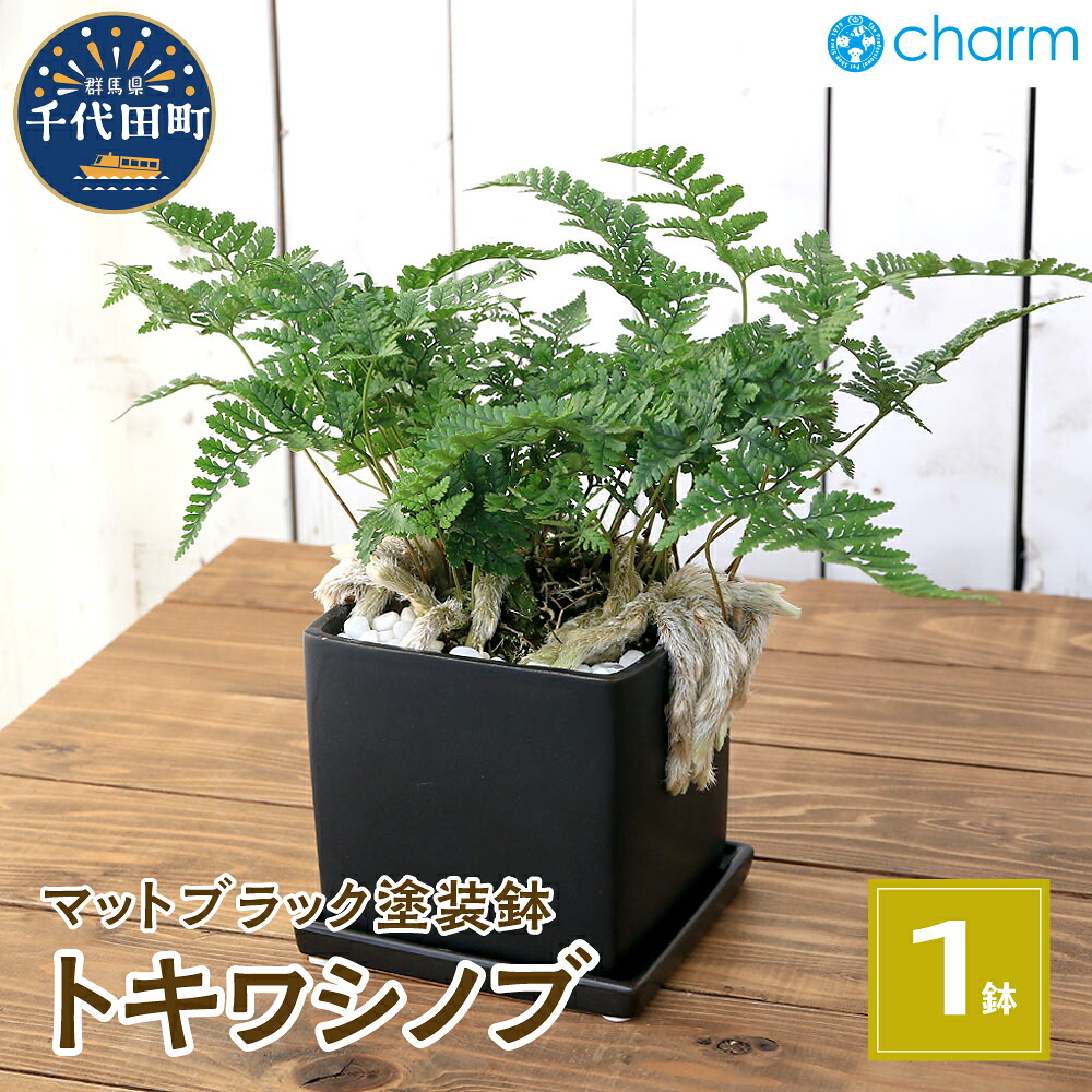 ＼千代田でカンパリア犬／父の日特集 花・ガーデン・DIY-観葉植物