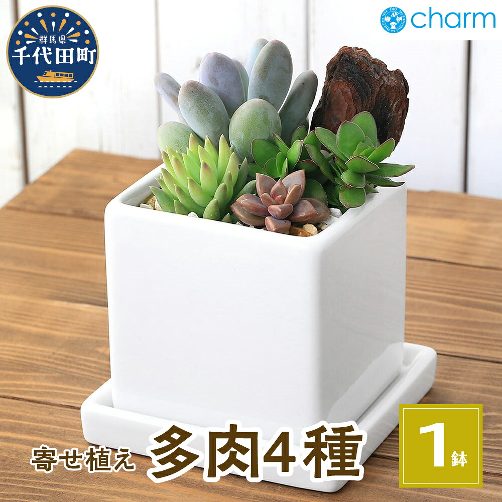 【ふるさと納税】 多肉 4種寄せ植え 陶器鉢植え ダイスＭ白(1鉢) 受皿付 ゼオライト 北海道冬季発送不可 群馬県千代田町 インテリア ナチュラル オシャレ リラクゼーション 室内栽培 プレゼント ギフト 贈答用 お祝い 趣味 ライフスタイル 株式会社 チャーム