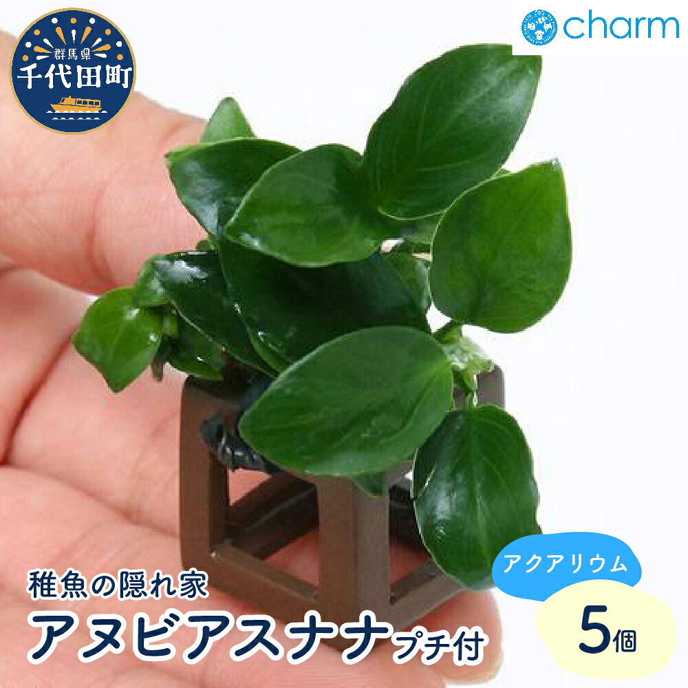 ＼千代田でカンパリア犬／父の日特集