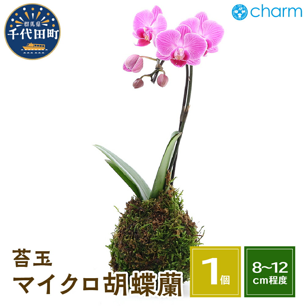 ＼千代田でカンパリア犬／父の日特集
