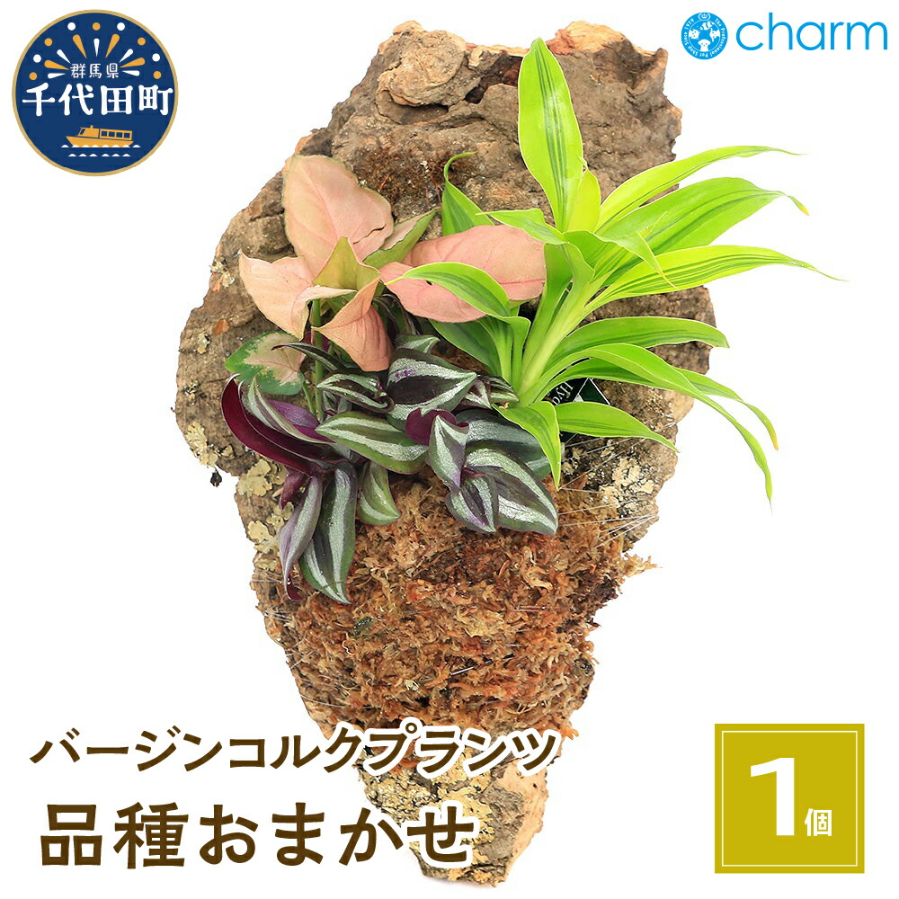 【ふるさと納税】観葉植物 バージンコルクプランツ ミニ観葉 3種 品種おまかせ 1個 インテリア ナチュラル 自然 リラクゼーション プレゼント ギフト 贈答用 送料無料 趣味 風水 緑 かわいい 人気 オススメ 初心者 玄関 壁掛け 株式会社チャーム|群馬県千代田町