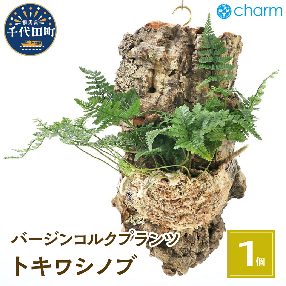＼千代田でカンパリア犬／父の日特集
