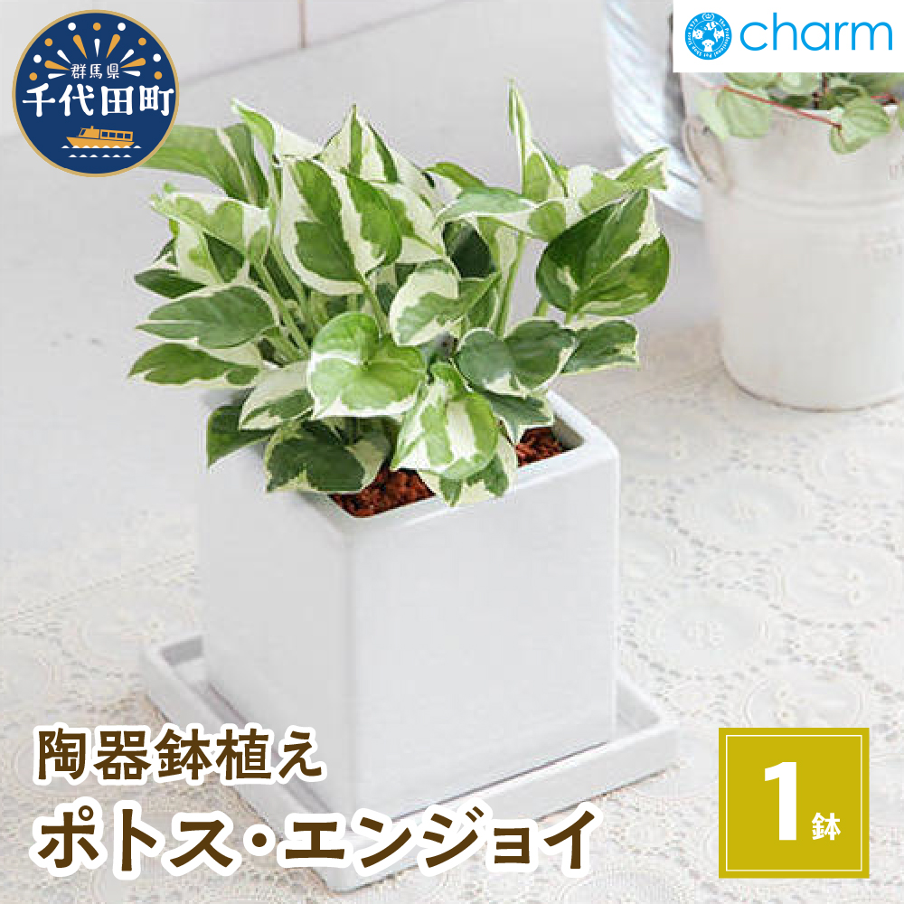 楽天市場】【ふるさと納税】観葉植物 フィカス シャングリラ つる性