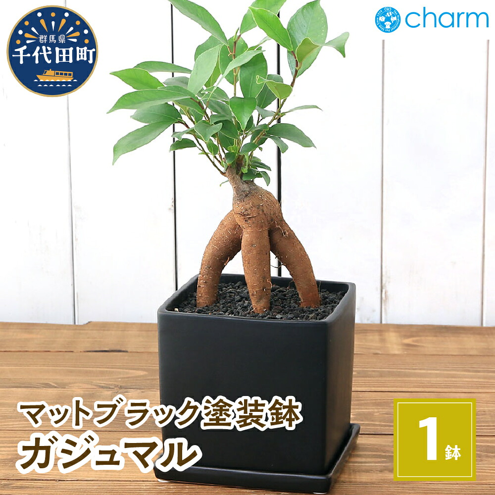 【ふるさと納税】観葉植物 ガジュマル 陶器鉢植え マットブラック塗装鉢（１鉢） インテリア リビング キッチン 玄関 風水 受け皿付き 溶岩砂 陶器 おしゃれ 多幸の木 幸運 縁起 北海道冬季発送不可 株式会社チャーム