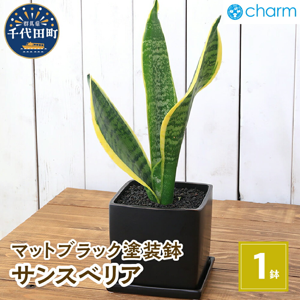 【ふるさと納税】観葉植物 サンスベリア 陶器鉢植え マットブラック塗装鉢（１鉢） 受け皿付き 溶岩砂 陶器 おしゃれ 虎の尾 幸運 縁起 北海道冬季発送不可 株式会社チャーム