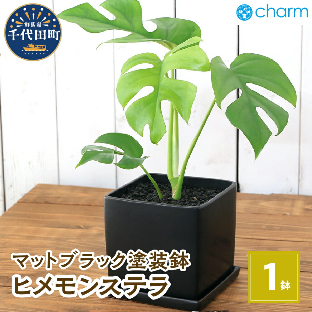 【ふるさと納税】観葉植物 ヒメモンステラ 陶器鉢植え マットブラック塗装鉢（１鉢） 受け皿付き 溶岩砂 インテリア おしゃれ 幸運 縁起 北海道冬季発送不可 株式会社チャーム
