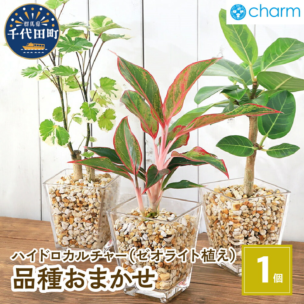 ＼千代田でカンパリア犬／父の日特集
