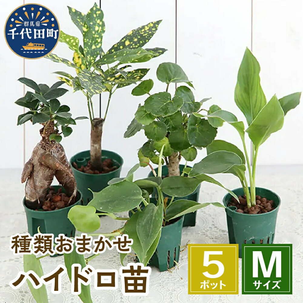 ＼千代田でカンパリア犬／父の日特集