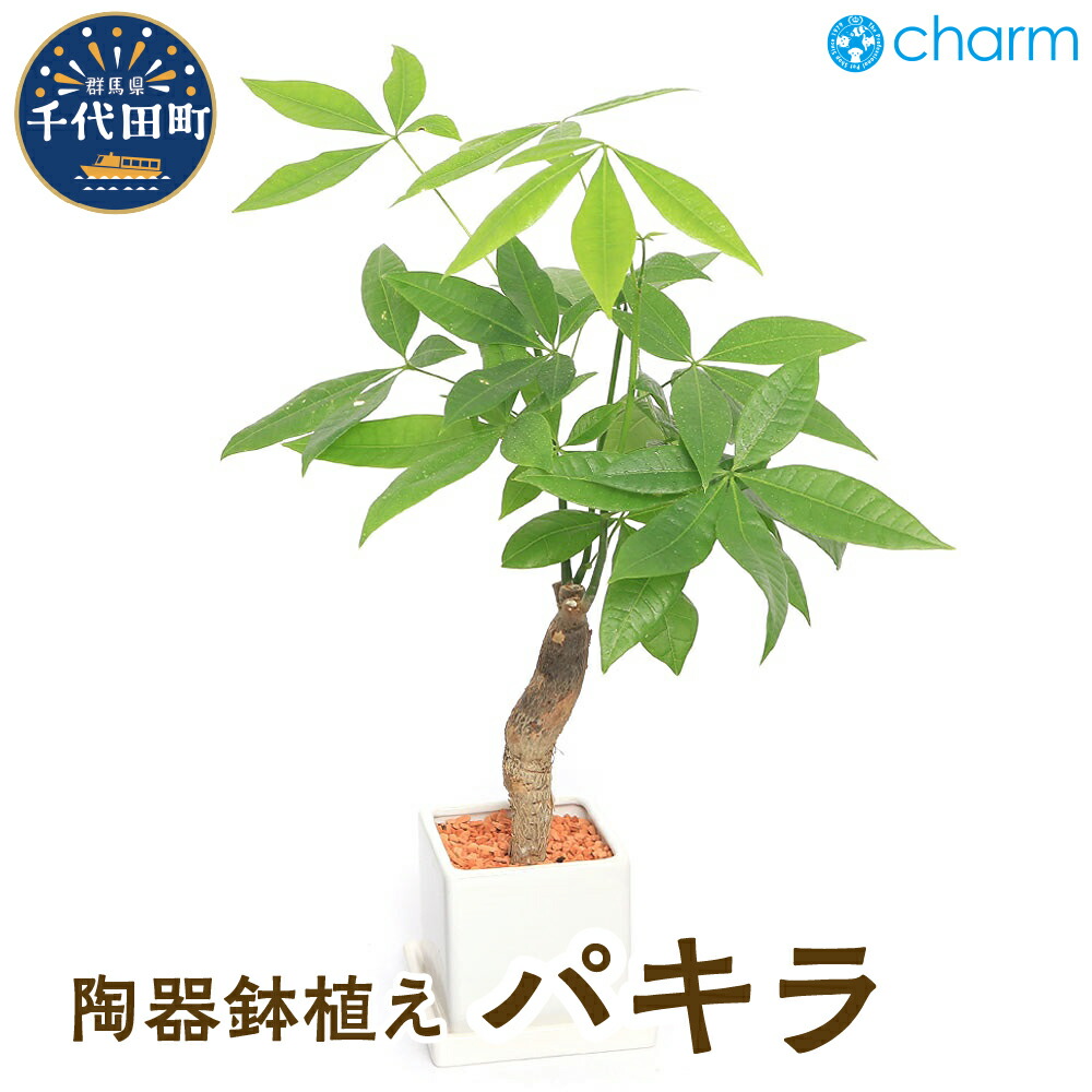 ＼千代田でカンパリア犬／父の日特集