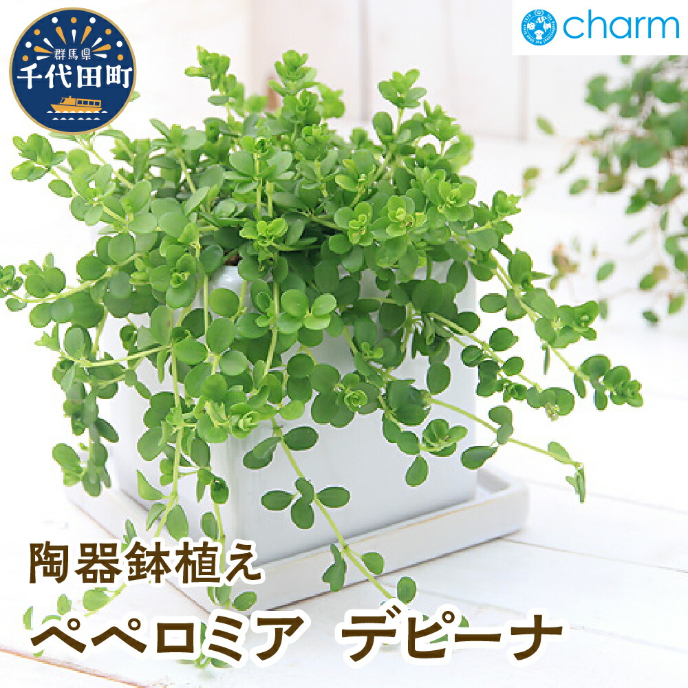 ＼千代田でカンパリア犬／父の日特集