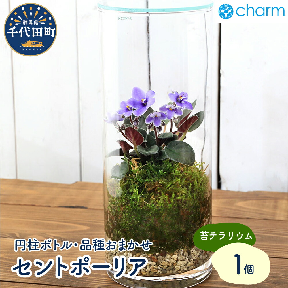 楽天市場】【ふるさと納税】産地直送 セントポーリア3鉢セット