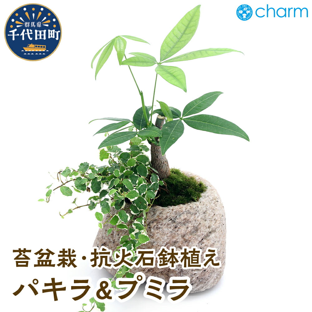 ＼千代田でカンパリア犬／父の日特集
