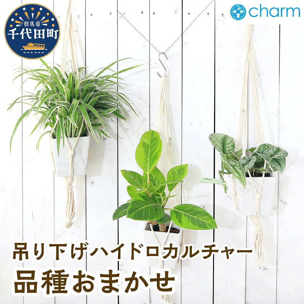 ＼千代田でカンパリア犬／父の日特集