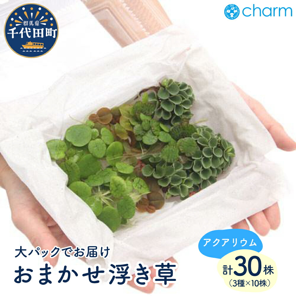＼千代田でカンパリア犬／父の日特集