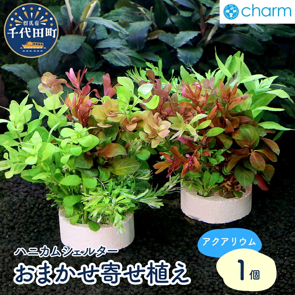 【ふるさと納税】ハニカムシェルター おまかせ 寄せ植え ミックス（半水中葉）（無農薬）（1個） 群馬県 千代田町 オススメ 初心者 水槽 アクアリウム インテリア ナチュラル 自然 リラクゼーション おしゃれ プレゼント 送料無料 人気 オススメ 株式会社チャーム