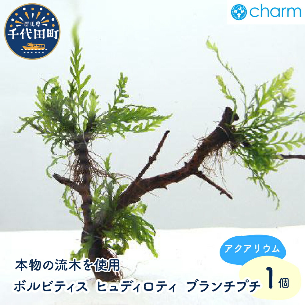 ＼千代田でカンパリア犬／父の日特集