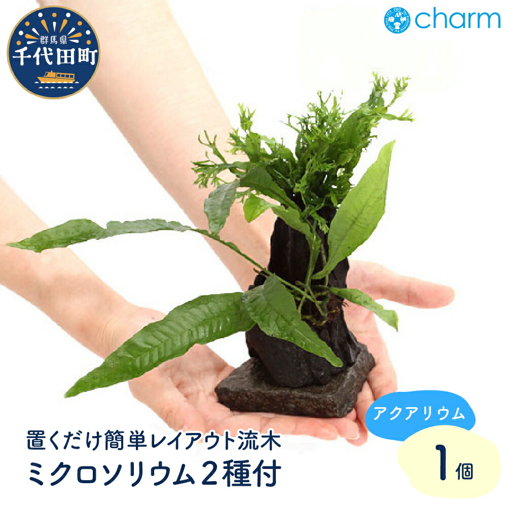 ＼千代田でカンパリア犬／父の日特集