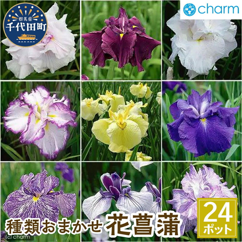 ＼千代田でカンパリア犬／父の日特集