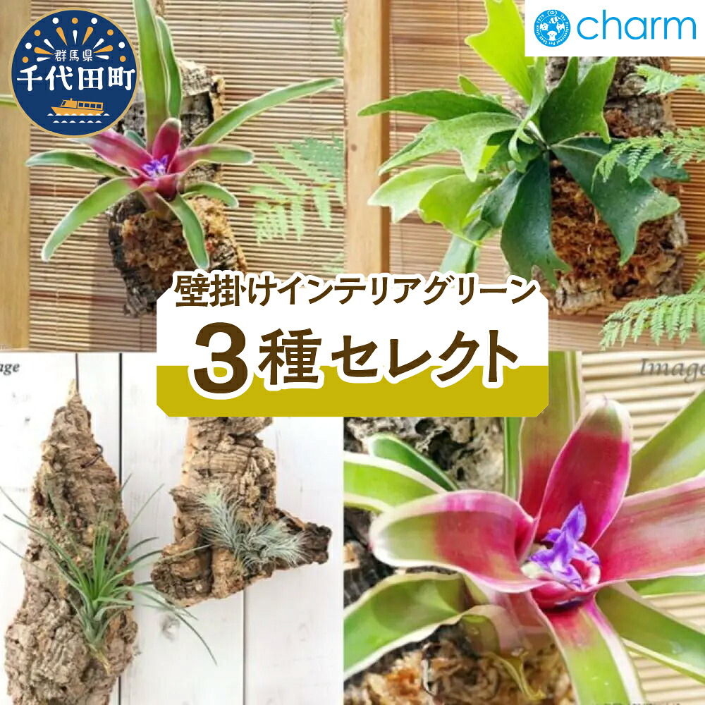 ＼千代田でカンパリア犬／父の日特集