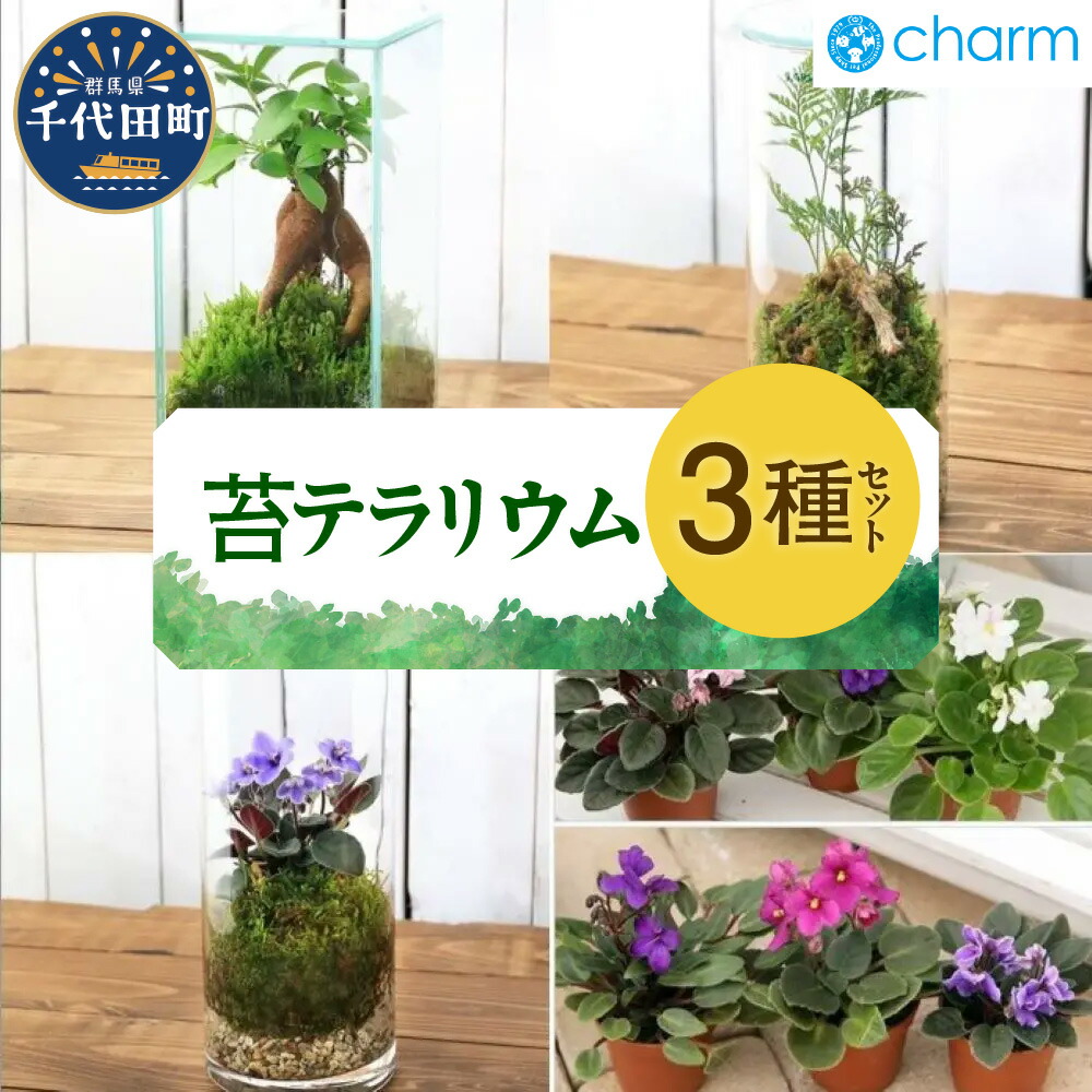 (専用)セントポーリア 10株セット 専用)セントポーリア 10株セット セントポーリア（花、ガーデニング